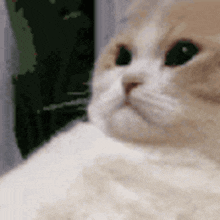 a close up of a cat 's face with a green background .