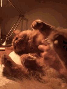 Massage Cat GIF - Massage Cat Cats GIFs