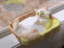 Relaxed Cat GIF - Relaxed Cat Fashion GIFs