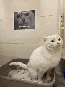 a white cat is sitting in a litter box with a poster on the wall above it that says " jena doming glict "