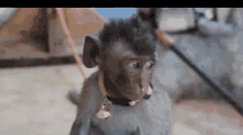 Gak Punya Duit GIF - Monyet Monyet Ngantuk Monyet Bingung GIFs