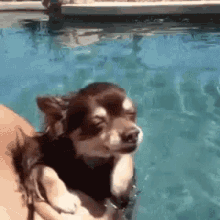 Funny Animals Pets GIF - Funny Animals Pets Chihuahua GIFs