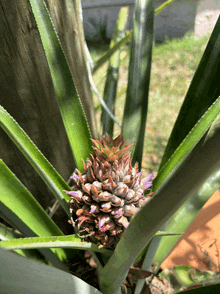 a pineapple plant with a small pineapple growing on it