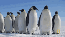 Shakes Head National Geographic GIF - Shakes Head National Geographic Penguins GIFs