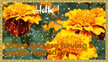 happy thursday thursday sparkles marigold flowers pics