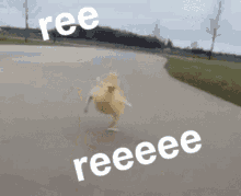 Ree Reeeee GIF - Ree Reeeee Duck GIFs