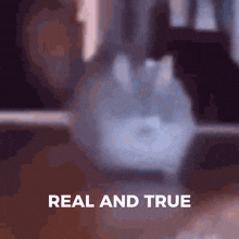 Real And True Cat Walking GIF - Real And True Cat Walking Gray Cat GIFs