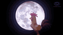 qui quiri qui canto del gallo luna rooster singing moon