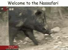 Nassafari Boar GIF