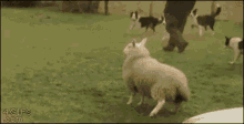 Borrego Sheep GIF