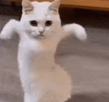Motorcycle Shake White Cat GIF - Motorcycle Shake White Cat Instagram GIFs