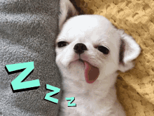 Pet Lover Zzz Sleep GIF - Pet Lover Zzz Sleep Puppy GIFs