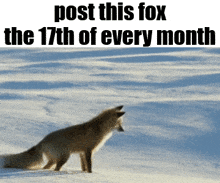 a fox standing in the snow with the words post this fox the 17th of every month above it