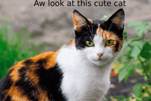 a calico cat with green eyes and the words aw look at this cute cat below it
