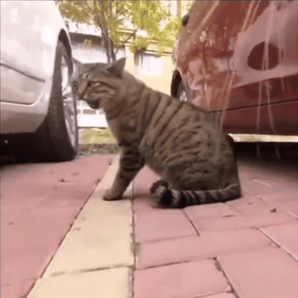 untitled.gif