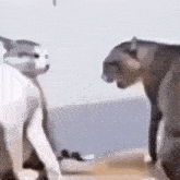 two cats are looking at each other in a blurry photo .