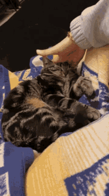 Cat Pet GIF - Cat Pet Squish GIFs
