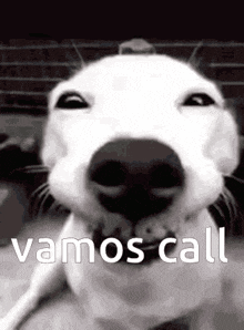 a close up of a dog 's face with the words vamos call written on it