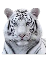 a close up of a white tiger with the letters a and c on its head