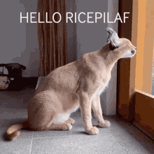 Ricepilaf Hello GIF - Ricepilaf Rice Pilaf GIFs