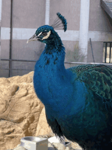 Peacockm Dance GIF