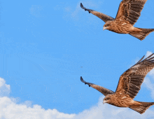 a person is flying through the air with two birds behind him