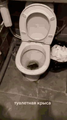 Rat Toilet GIF