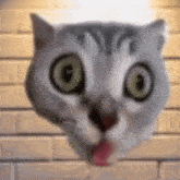 a close up of a cat 's face with a brick wall in the background