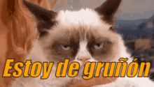 Gato Gruñon GIF