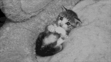 Kitten  GIF - Cat Cute Kitten GIFs