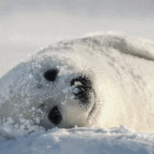 Seal Fluffy GIF - Seal Fluffy Cute GIFs
