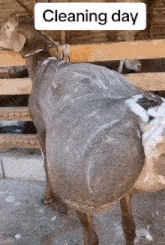 a sheep is standing in a fenced in area with the words " cleaning day " on the bottom