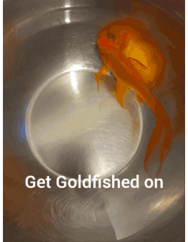 Goldfish Spin Get Goldfished On Sticker - Goldfish Spin Get Goldfished On Goldfish Stickers