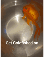 Goldfish Spin Get Goldfished On Sticker - Goldfish Spin Get Goldfished On Goldfish Stickers