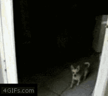 Dog Door GIF - Dog Door GIFs