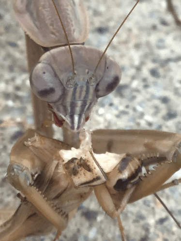 Mantis Eats Nipple