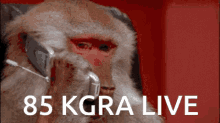 Kgra Monkey GIF - Kgra Monkey 85kgra Live GIFs