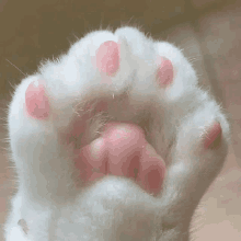 Kitty Foot GIF