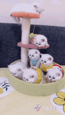 Small Cats GIF - Small Cats GIFs
