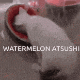 Bsd Cat GIF - Bsd Cat Watermelon GIFs