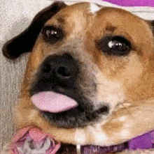 Poochie Sparkle Tongue Out GIF - Poochie Sparkle Tongue Out Tongue GIFs