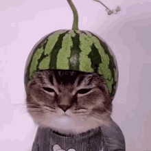 Cat Cat Melon GIF - Cat Cat Melon Melon Cat GIFs