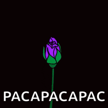 a purple flower on a black background with the name pacapac