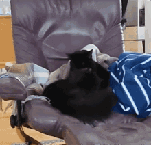 Cats Pet GIF - Cats Pet Cleaning GIFs