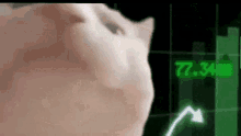 Sphere Pump GIF - Sphere Pump Cat GIFs