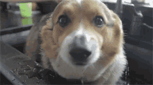 Bath Time That Look GIF - Bath Time That Look Dogs GIFs