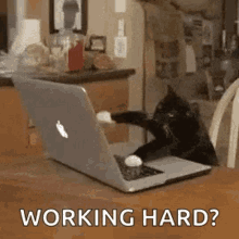 cat work it make typing