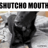 a black dog is laying on a bed with the words shutcho mouth written above it