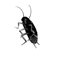 black roach cockroach dancing spinning