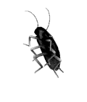 Black Roach Sticker - Black Roach Cockroach Stickers
